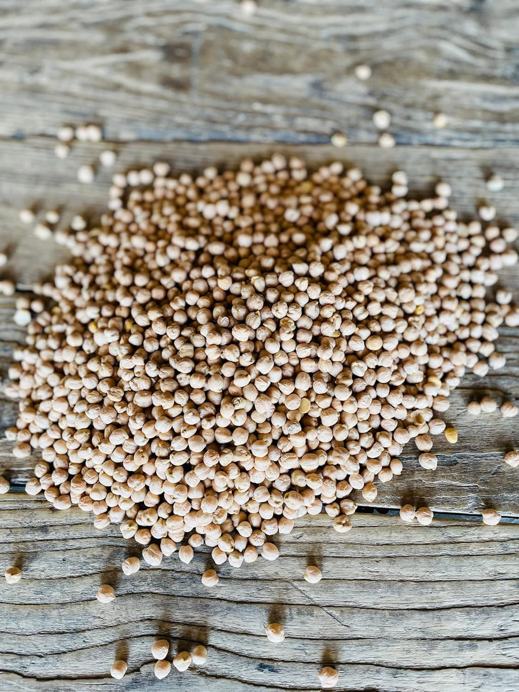 Chickpeas, Garbanzo Beans, Non-GMO, Kosher, 50 lbs Y4047