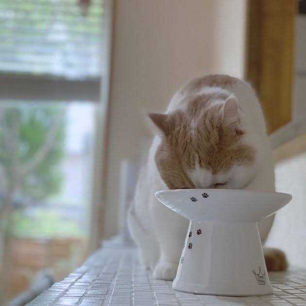 Extra Wide Raised Cat Food Bowl G22797